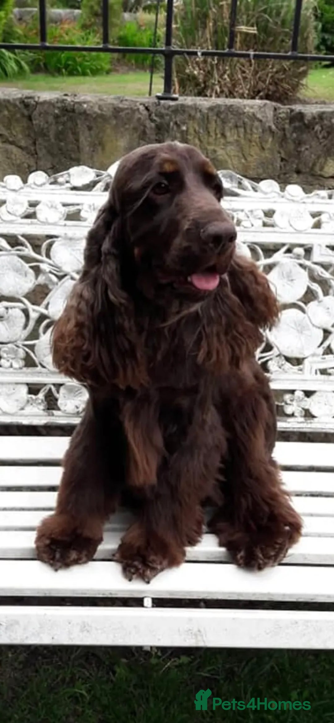 Cocker Spaniel dogs for sale: Top quality fully health tested show cocker pups - Image 5