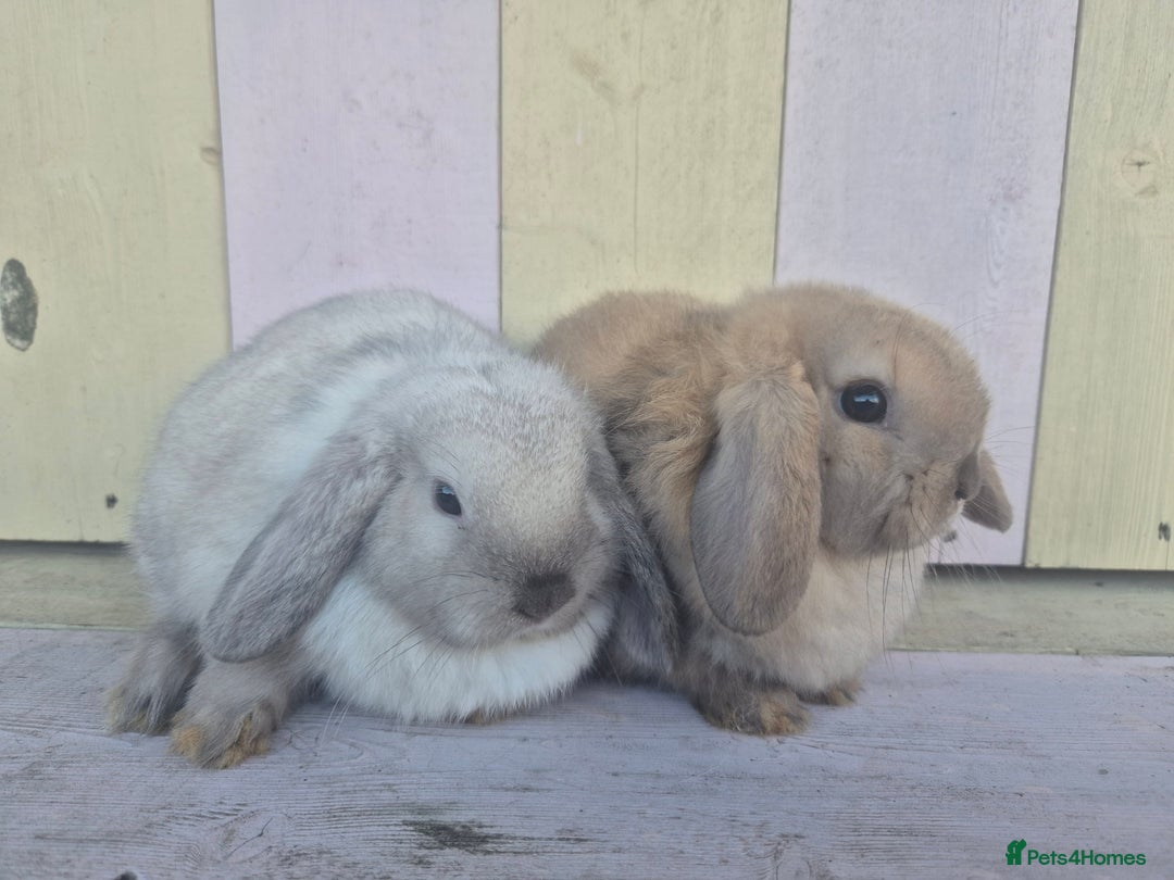 Mini Lop rabbits for sale: 💙 Beautiful and friendly mini lop boys 💙 - Advert 12