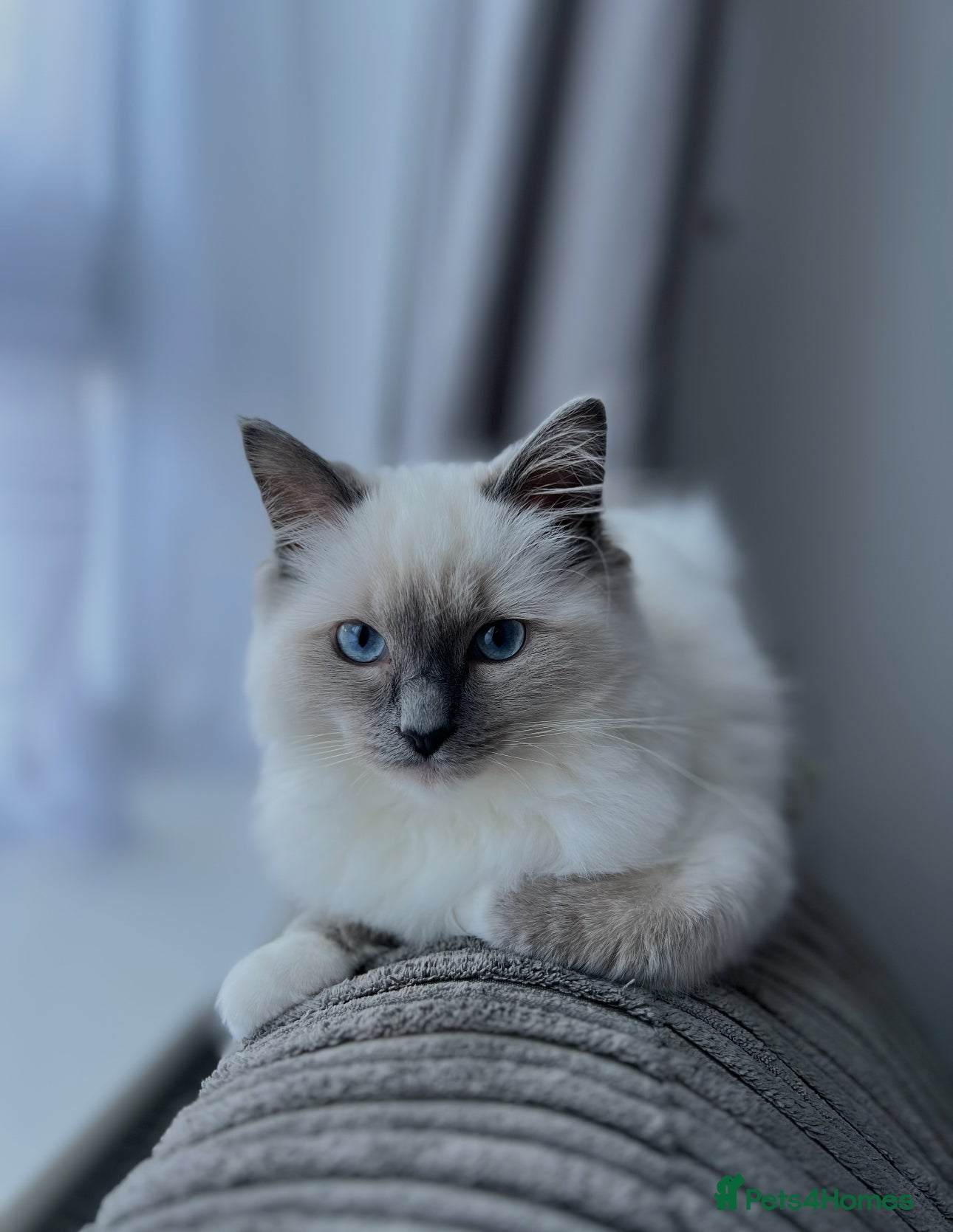 Ragdoll cats Ragdoll kitten – 7 months old - Advert 1