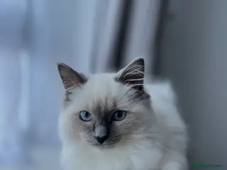 Ragdoll cats Ragdoll kitten – 7 months old - Advert 1