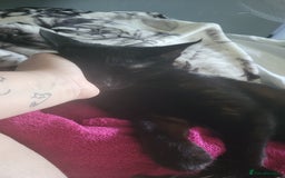 British Shorthair cats for sale: 2 black cats - Image 3