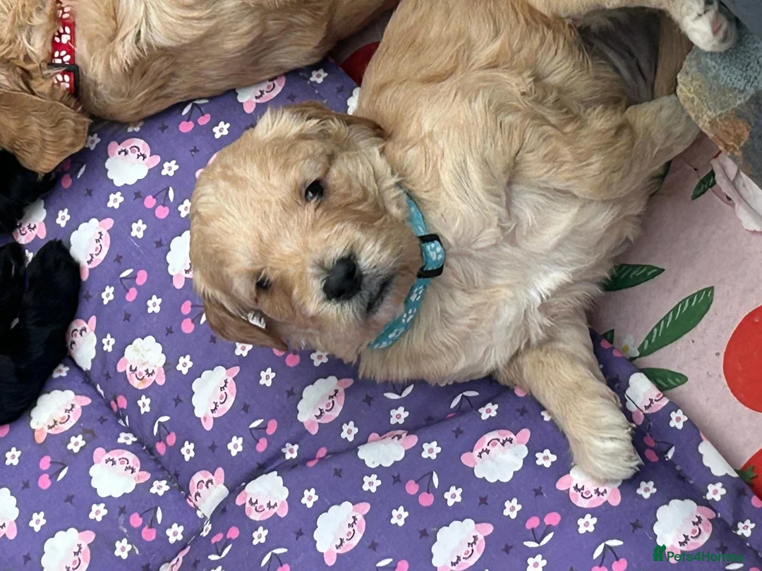 Mini Goldendoodle dogs for sale: Beautiful F1 Miniature Goldendoodle Puppies  - Advert 25