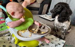 Mixed Breed dogs for sale: Gorgeous litter of 8 x F1 Sprocker Spaniels - Image 8