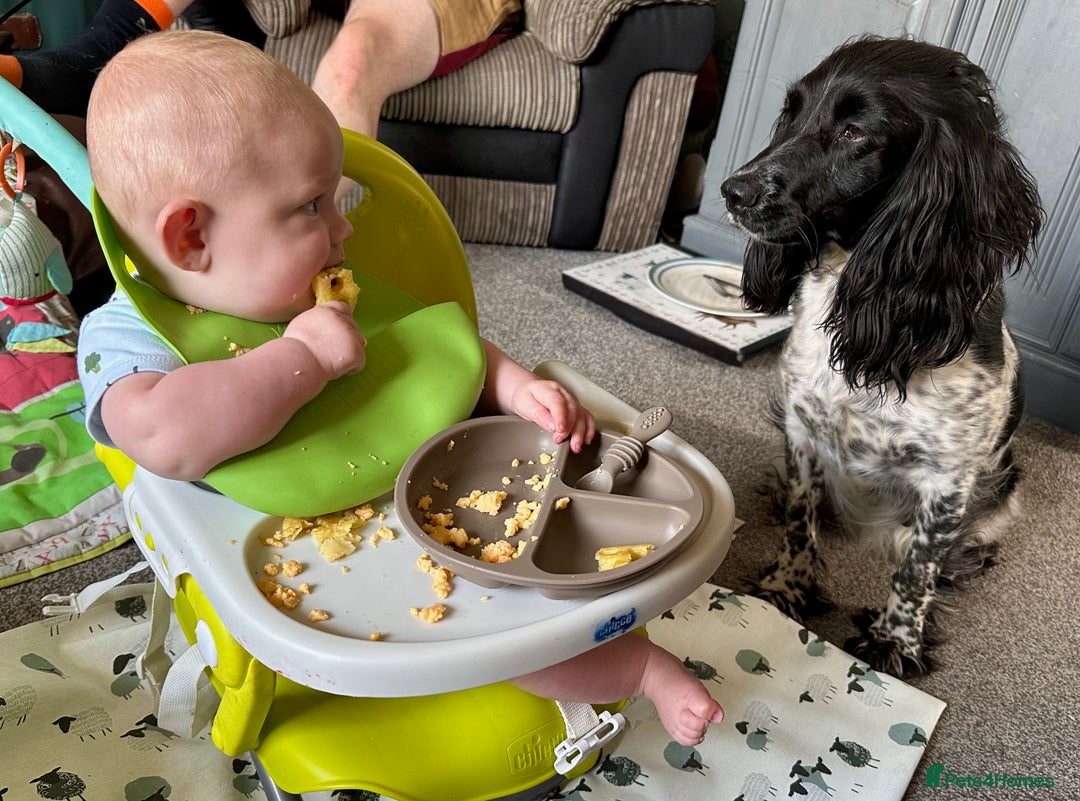 Mixed Breed dogs for sale: Gorgeous litter of 8 x F1 Sprocker Spaniels - Image 8