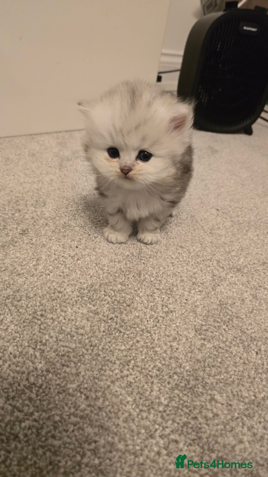 Persian cats for sale: 2 male persian kittens - Advert 3