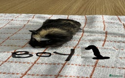 Guinea Pig rodents for sale: 3 Male Guinea Pigs - Image 2