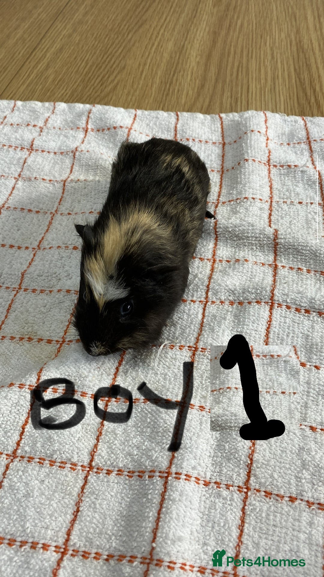 Guinea Pig rodents for sale: 3 Male Guinea Pigs - Image 2