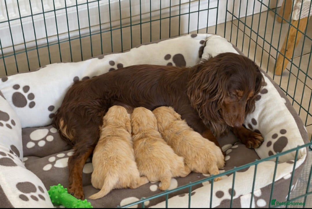 Cockapoo dogs for sale: Stunning cockapoo puppies  - Advert 2