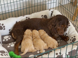 Cockapoo dogs Stunning cockapoo puppies - Advert 1