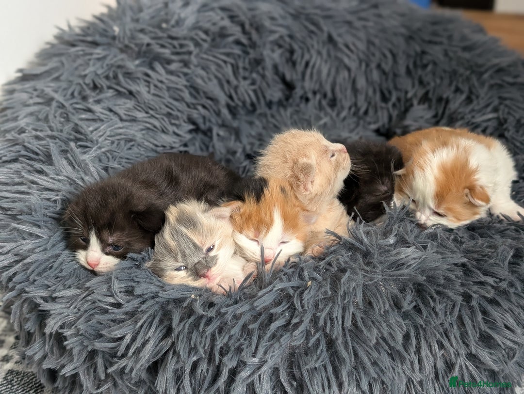 Mixed Breed cats for sale: Beautiful healthy kittens 😍😍 - Image 17