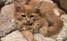 Maine Coon cats for sale: Beautiful Maine Coon kitten Boys - Image 5
