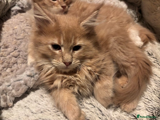 Maine Coon cats - Advert 4