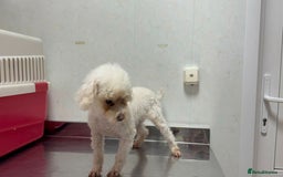 Poodle dogs for adoption: Lily: The Little Poodle Who Was Left to Die - Image 4