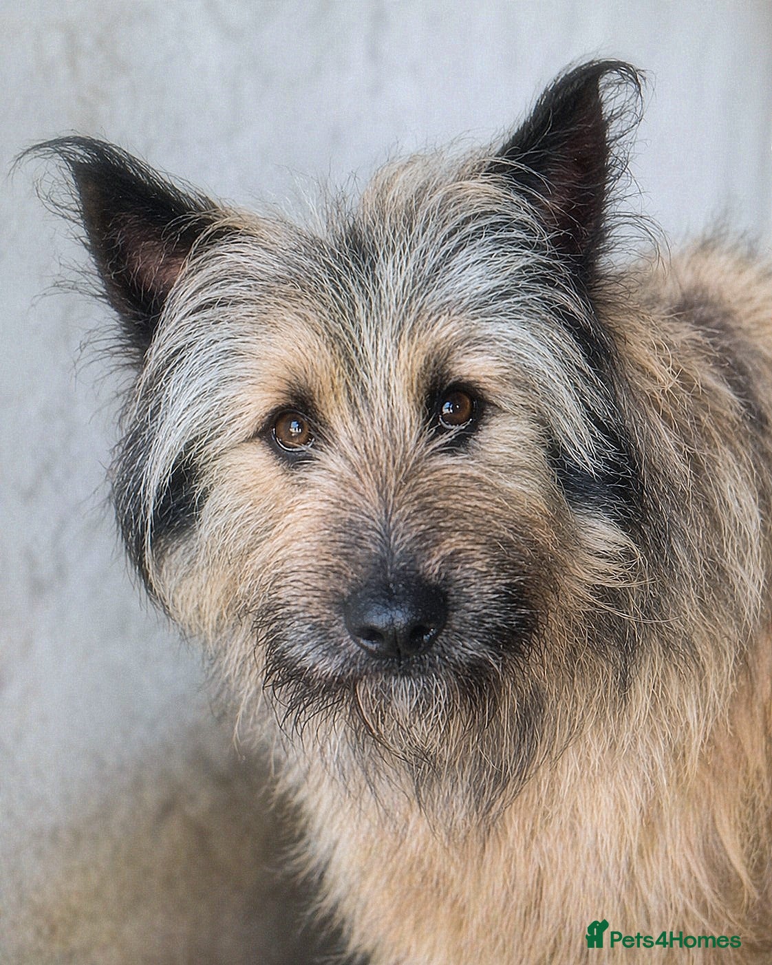 Mixed Breed dogs 🐾 Jules – Beauty, Brains & a Heart of Gold ❤️ - Advert 14