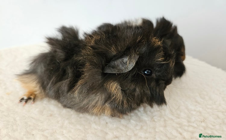 Guinea Pig rodents - Advert 1