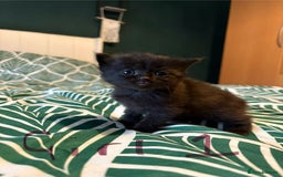 Mixed Breed cats for sale: Domestic Shorthair cross Maine CoonRagdoll kittens - Image 2