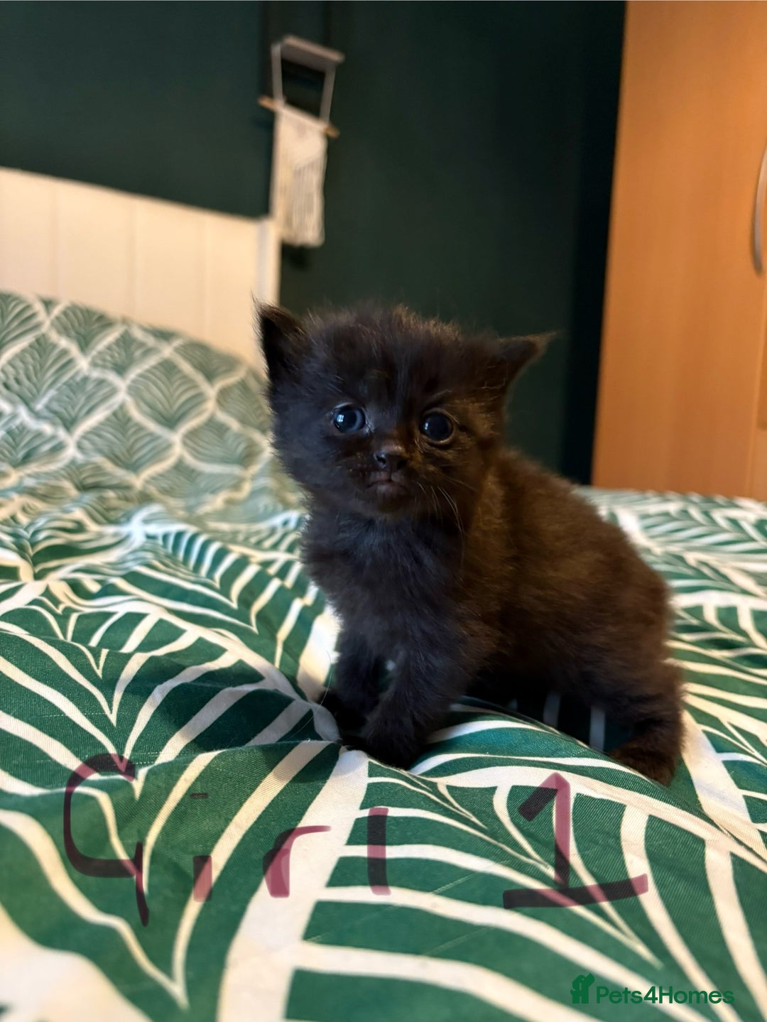 Mixed Breed cats for sale: Domestic Shorthair cross Maine CoonRagdoll kittens - Image 2