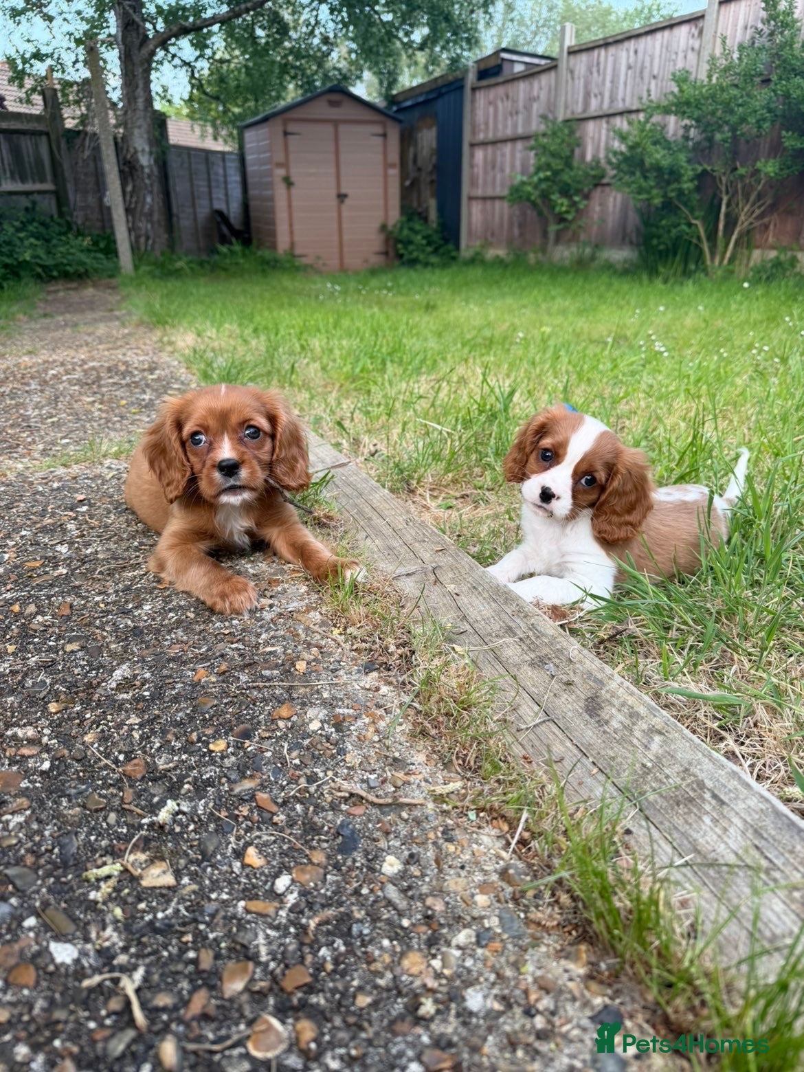 Cavalier King Charles Spaniel dogs 4 stunning King Charles cavalier puppy’s  - Advert 6