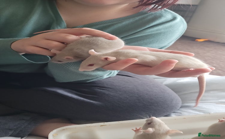 Rat rodents - Advert 12