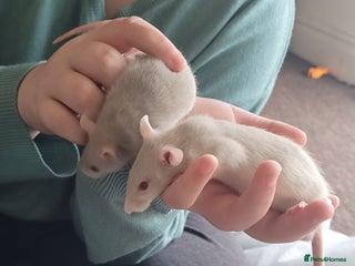 Rat rodents Male and female rats ❤️💙 - Advert 13