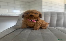 Cockapoo dogs for sale: OUTSTANDING Red Cockapoo Puppies  - Image 16