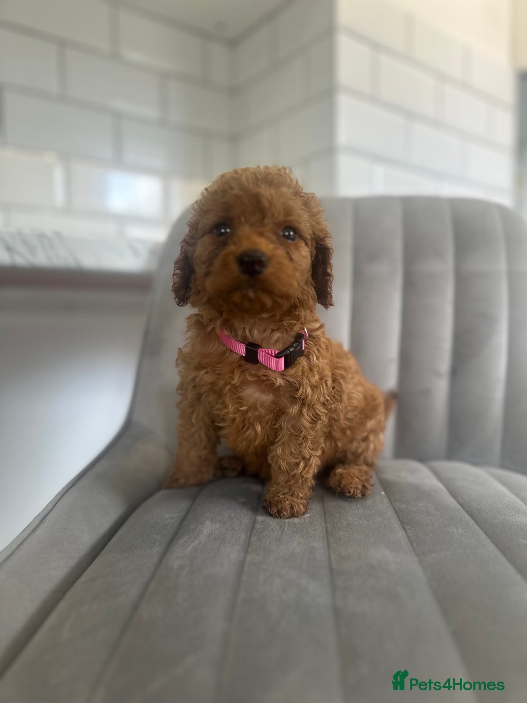 Cockapoo dogs for sale: OUTSTANDING Red Cockapoo Puppies  - Image 16
