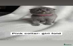 Scottish Fold cats for sale: Scottish folds for sale  - Image 5