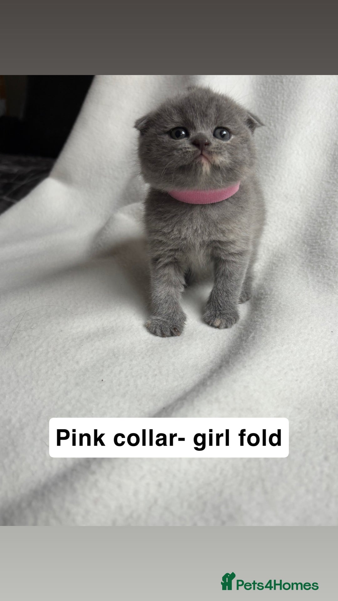 Scottish Fold cats for sale: Scottish folds for sale  - Image 5