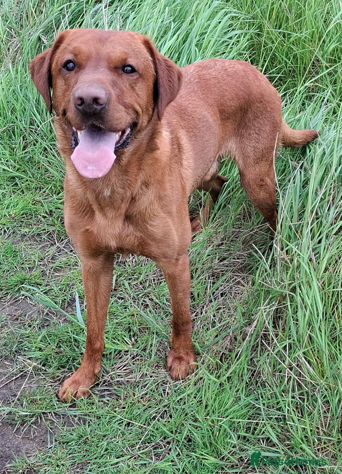 Labrador Retriever dogs KC registered Fox Red Labrador at stud £500 in Whitley Bay - Advert 20