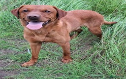 Labrador Retriever dogs for stud: KC registered Fox Red Labrador at stud £500 in Whitley Bay - Image 1