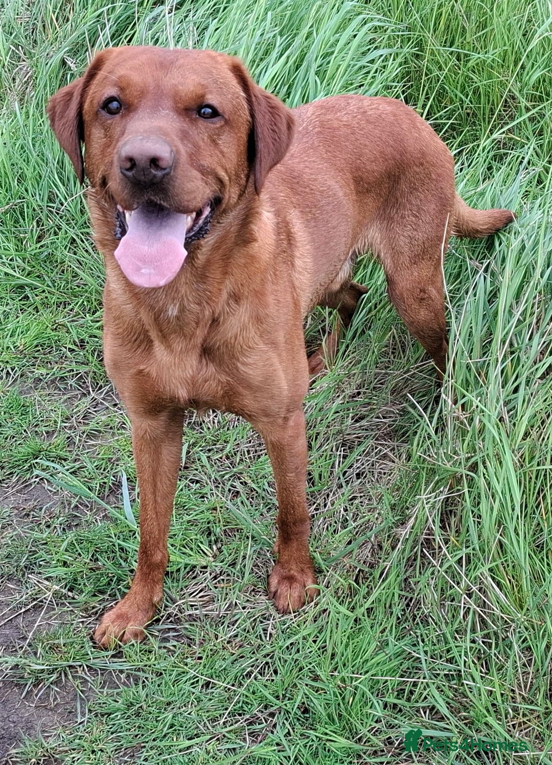 Labrador Retriever dogs for stud: KC registered Fox Red Labrador at stud £500 in Whitley Bay - Image 1