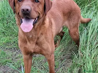 Labrador Retriever dogs KC registered Fox Red Labrador at stud £500 in Whitley Bay - Advert 15