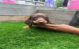 Miniature Dachshund dogs for sale: 8 Quality dachshunds fluffy and smooth for sale** - Image 4