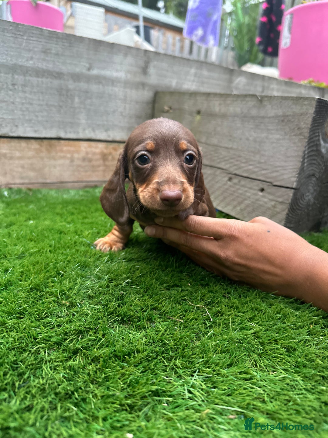 Miniature Dachshund dogs for sale: 8 Quality dachshunds fluffy and smooth for sale** - Image 4