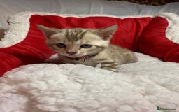 Bengal cats for sale: Bonnies Bengals  - Advert 22