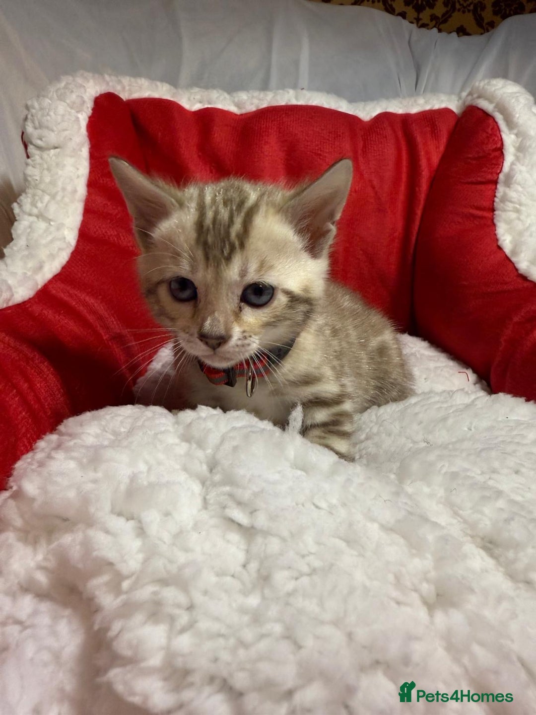 Bengal cats for sale: Bonnies Bengals  - Advert 22