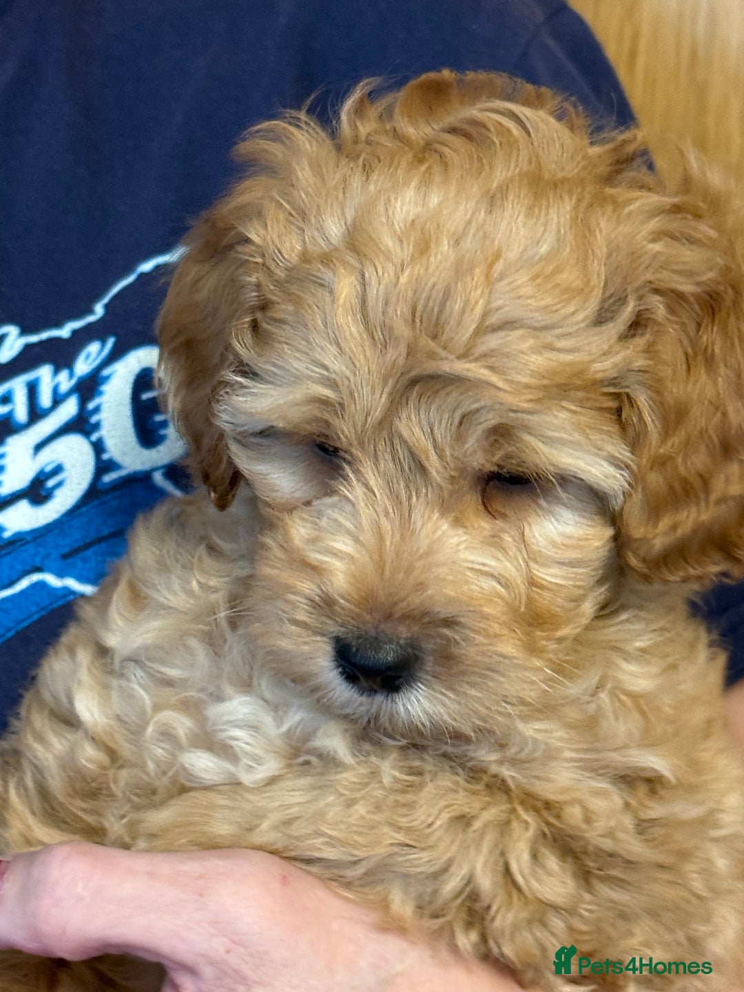 Cockapoo dogs for sale: F2Bb Cockapoo puppies  - Advert 10