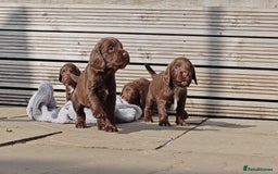 Sprocker dogs for sale: Adorable, well-socialised Sprocker Spaniel puppies - Image 11