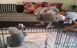 Parrots birds for sale: Super Tamed African Grey Parrots With Cage. - Image 10