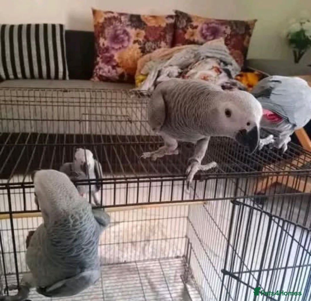 Parrots birds for sale: Super Tamed African Grey Parrots With Cage. - Image 10
