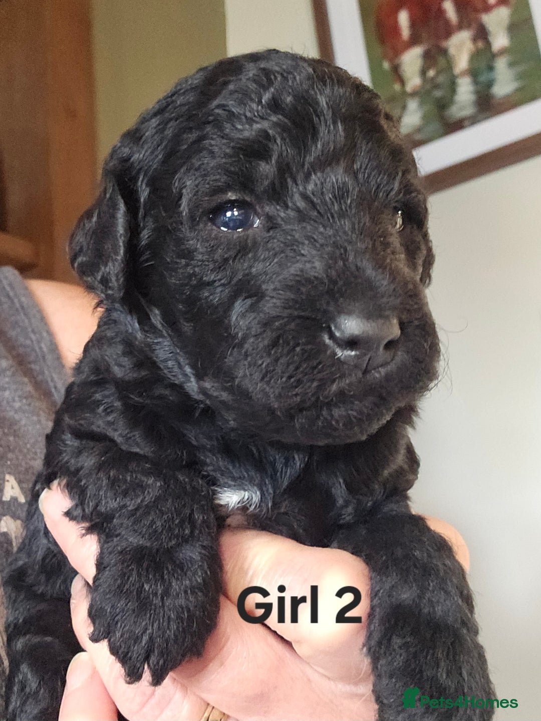 Mixed Breed dogs for sale: Bedlington x Poodle Puppies - Image 7