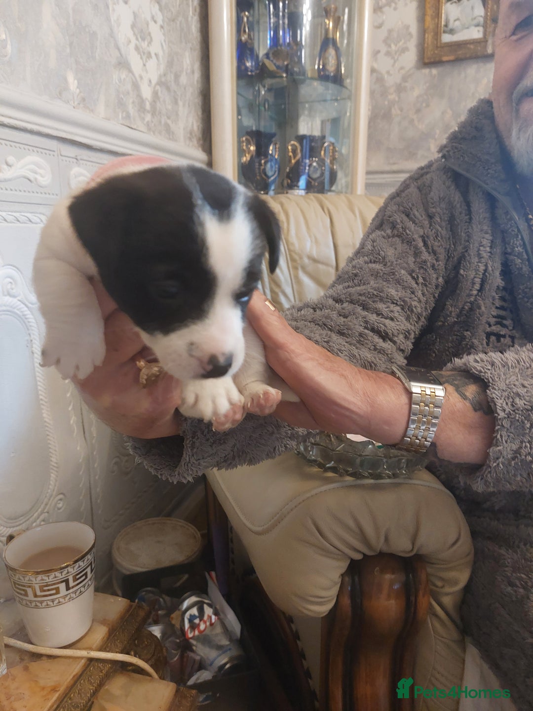 Jack Russell dogs for sale: Truly Superb  Russels - Advert 14