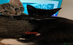 Mixed Breed cats for sale: Kittens girls looking for a forever family  - Image 4