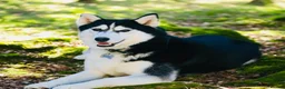 Pomsky dogs for sale: Stunning F3 Pomsky Puppies - Advert 11