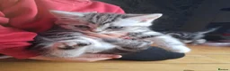 Persian cats for sale: Beautiful half persian kittens  - Advert 2