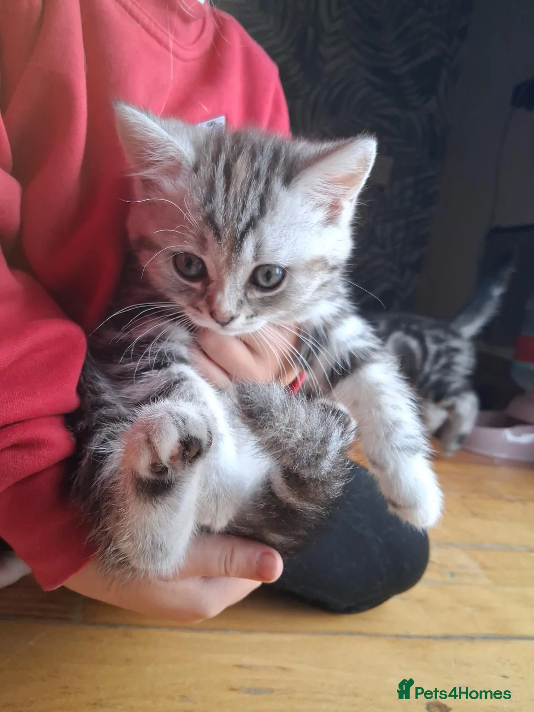 Persian cats for sale: Beautiful half persian kittens  - Advert 2