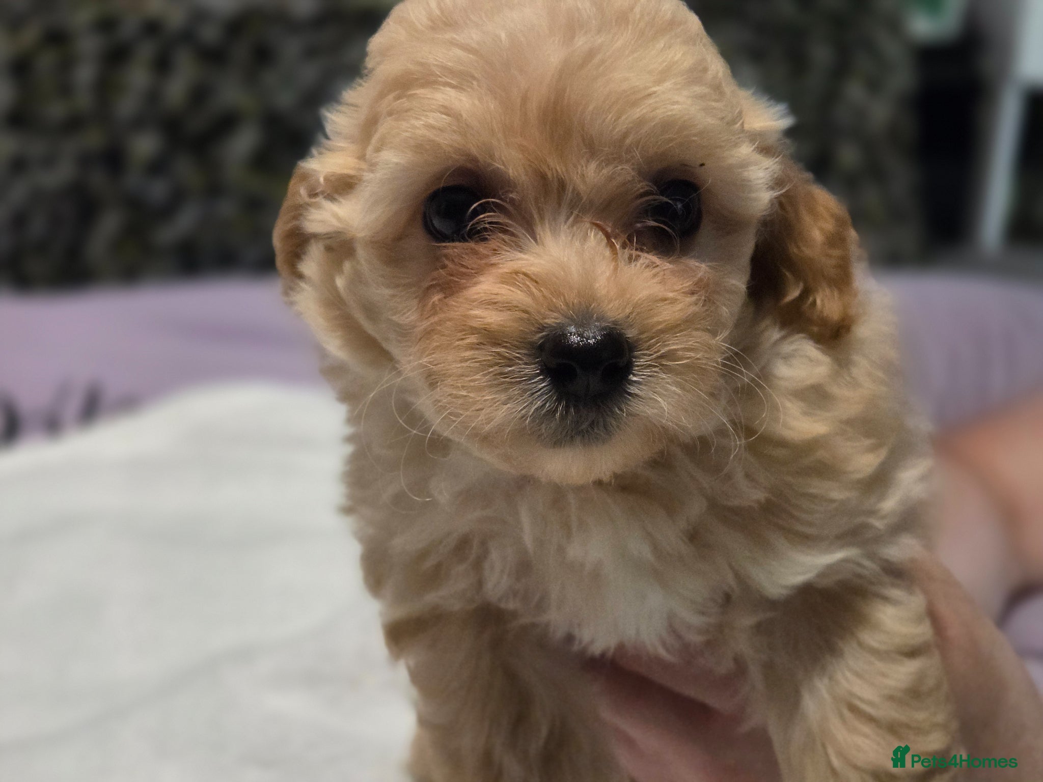 Chipoo dogs for sale:  Chihuahua x miniature poodles  in Leicester - Advert 9
