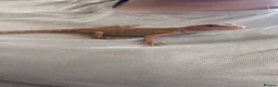 Bearded Dragon reptiles for sale: 8 week old hypo  - Advert 6