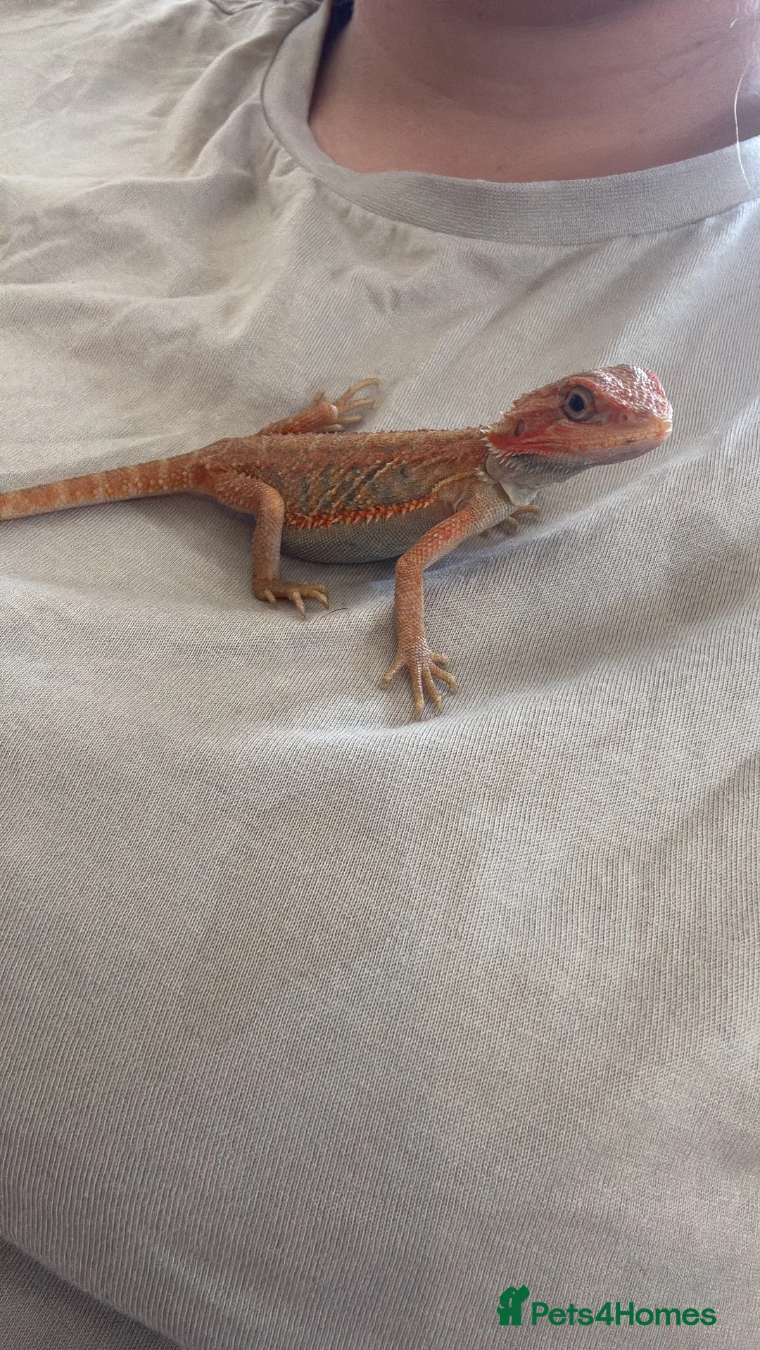 Bearded Dragon reptiles for sale: 8 week old hypo  - Advert 6