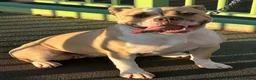 American Bulldog dogs for sale: Last male American bulldog puppy  - Advert 10